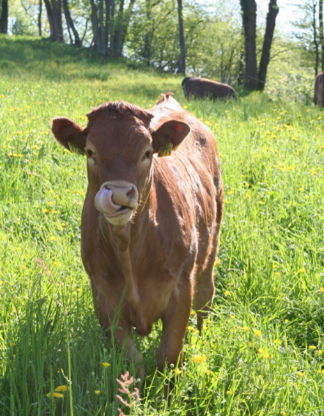 Una mucca non ha bisogno di un fazzoletto da naso… le basta la lingua. (Foto messa gentilmente a disposizione) 