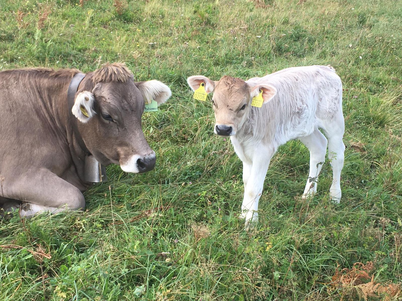 Dans les troupeaux allaitants les animaux portent aussi des cloches. (Photo: Hansandrea Marugg)