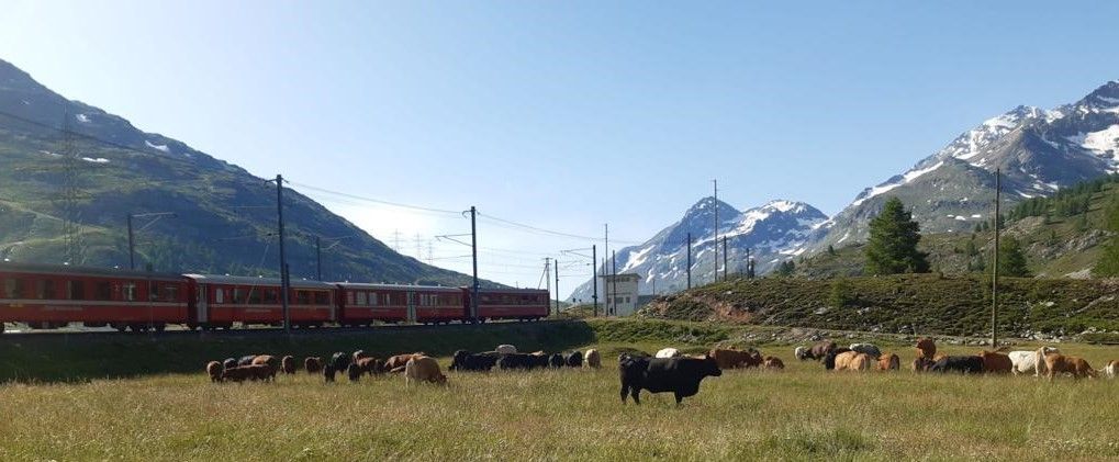 Bernina-Zug-Herde_klein.jpg